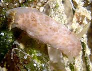 Photo: B.& S.Koretz;Oct 2005; See larger specimen